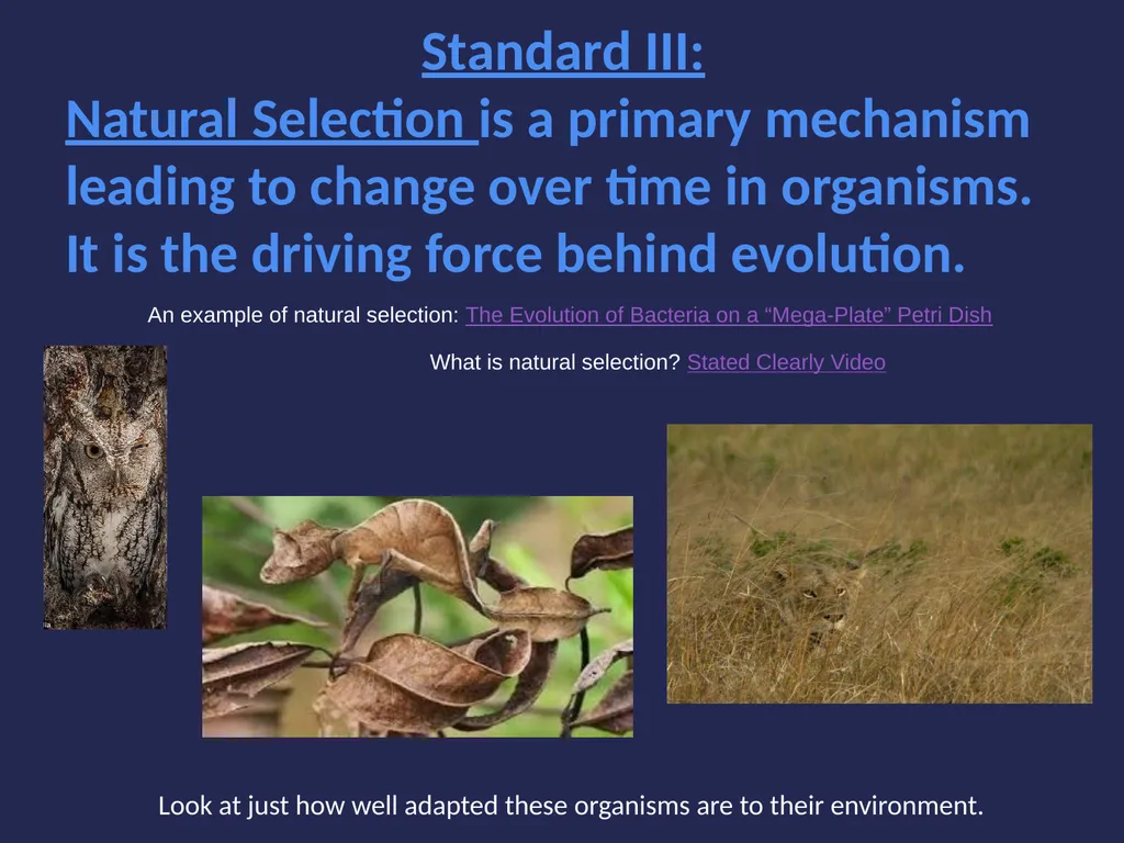 Evolution It’s a Family Affair Diversity and - slide 31 of 37