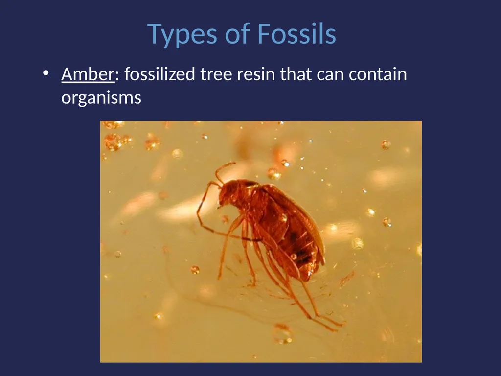 Evolution It’s a Family Affair Diversity and - slide 11 of 37