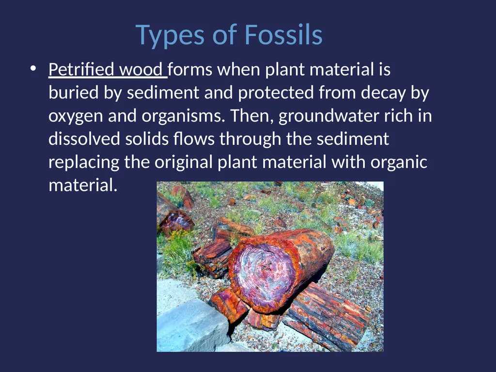 Evolution It’s a Family Affair Diversity and - slide 12 of 37