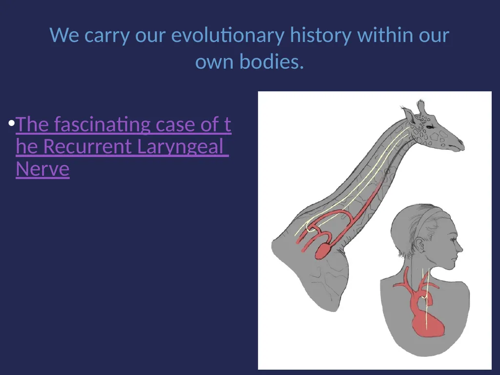 Evolution It’s a Family Affair Diversity and - slide 22 of 37