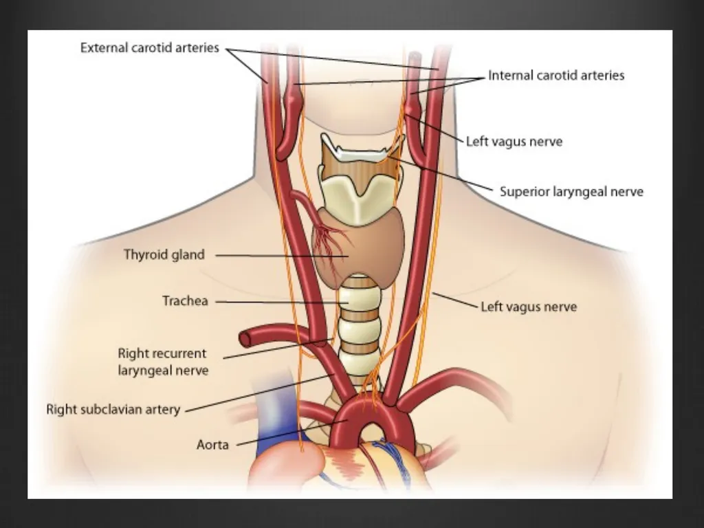 Dysphonia What A GP needs to know This is my - slide 12 of 20