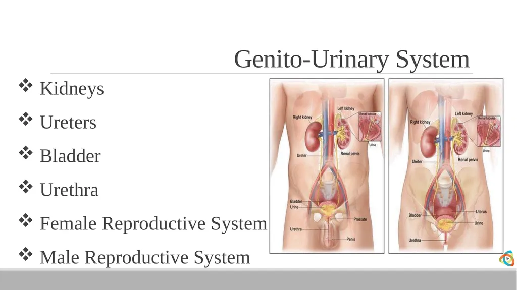 Alabama EMD Program Phase 2 Practitioner Course - slide 34 of 98