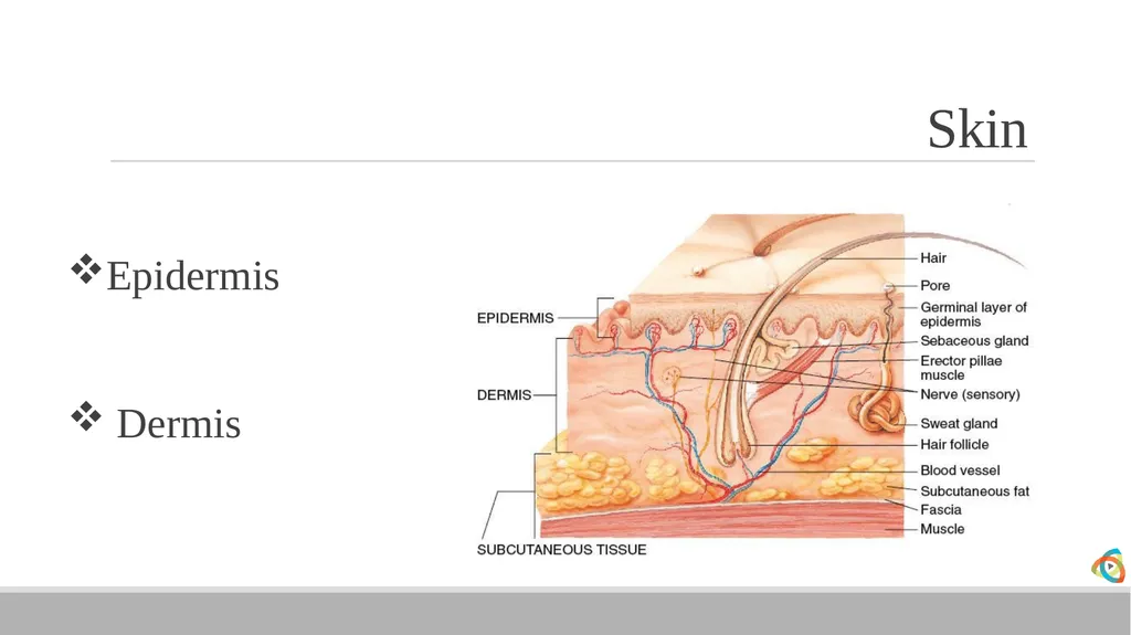 Alabama EMD Program Phase 2 Practitioner Course - slide 35 of 98