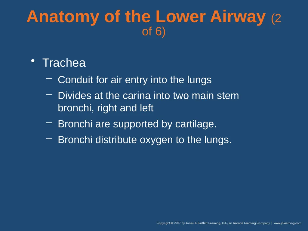 Chapter 10 Airway Management National EMS - slide 21 of 170