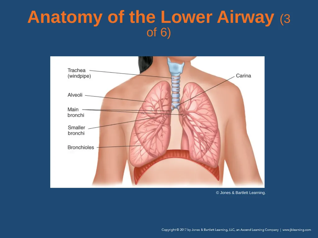 Chapter 10 Airway Management National EMS - slide 22 of 170