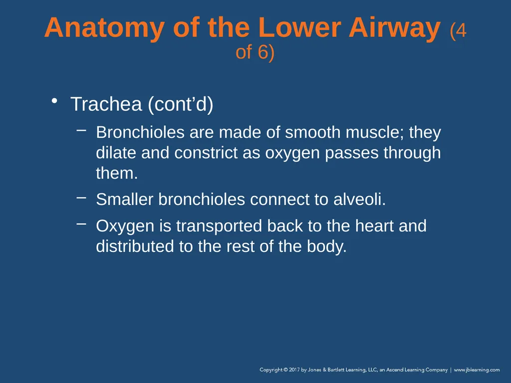Chapter 10 Airway Management National EMS - slide 23 of 170