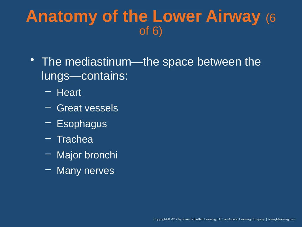 Chapter 10 Airway Management National EMS - slide 25 of 170
