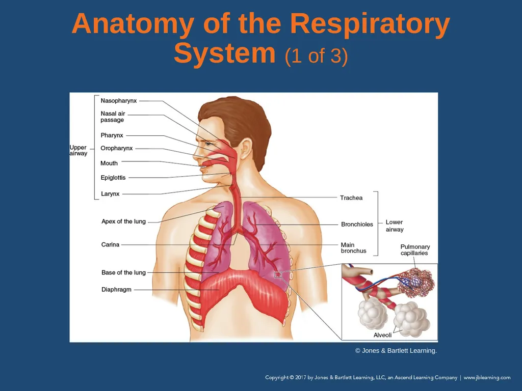 Chapter 10 Airway Management National EMS - slide 10 of 170