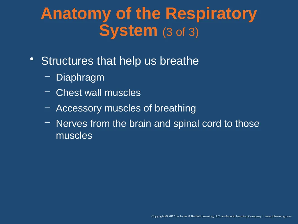 Chapter 10 Airway Management National EMS - slide 12 of 170