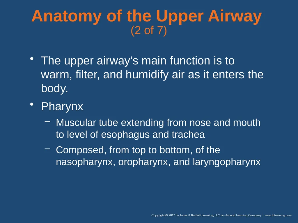 Chapter 10 Airway Management National EMS - slide 14 of 170