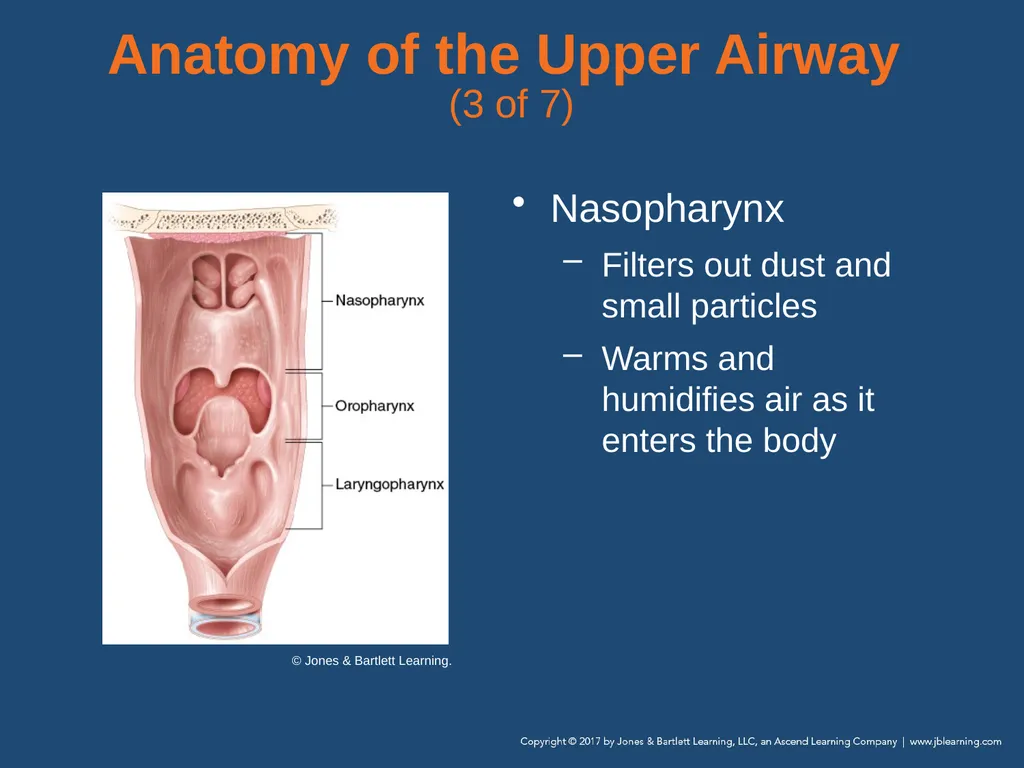 Chapter 10 Airway Management National EMS - slide 15 of 170