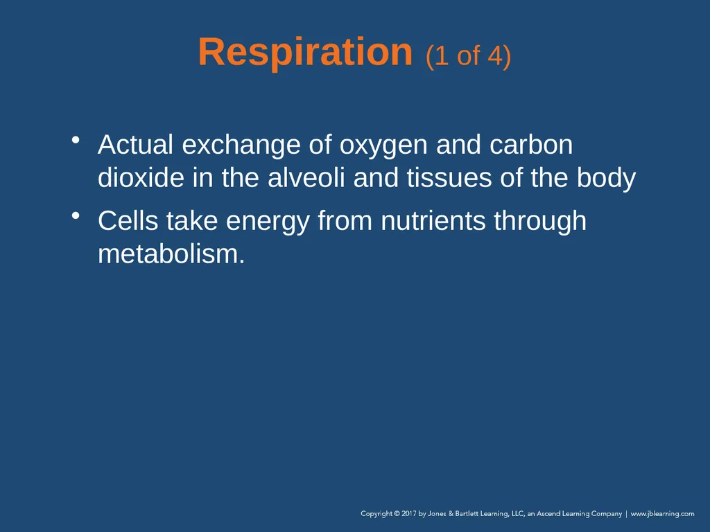 Chapter 10 Airway Management National EMS - slide 36 of 170