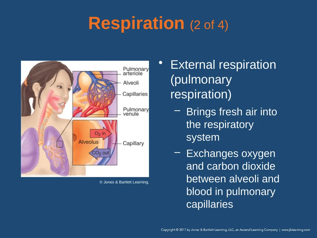 Chapter 10 Airway Management National EMS - slide 37 of 170