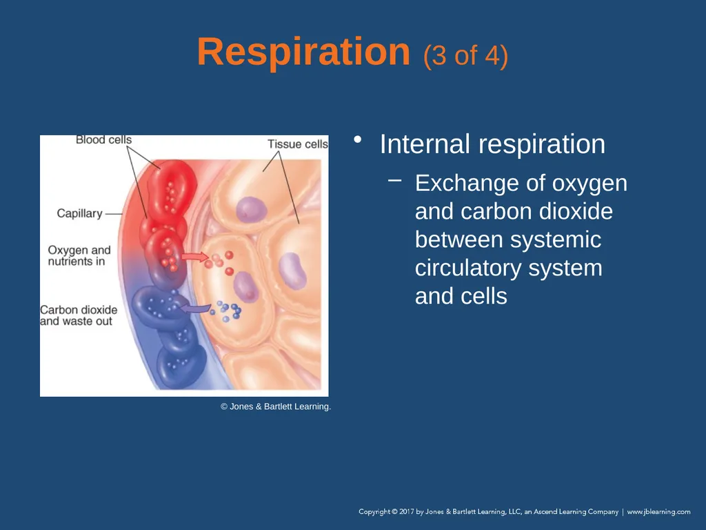 Chapter 10 Airway Management National EMS - slide 38 of 170