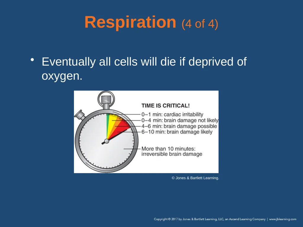 Chapter 10 Airway Management National EMS - slide 39 of 170