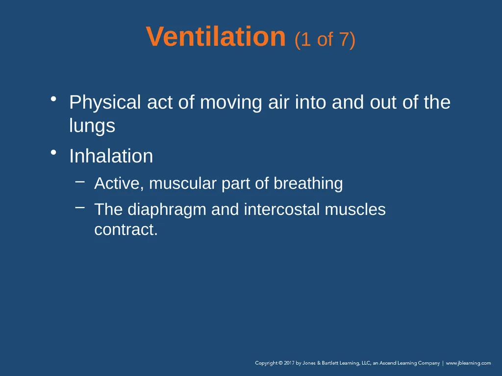 Chapter 10 Airway Management National EMS - slide 28 of 170