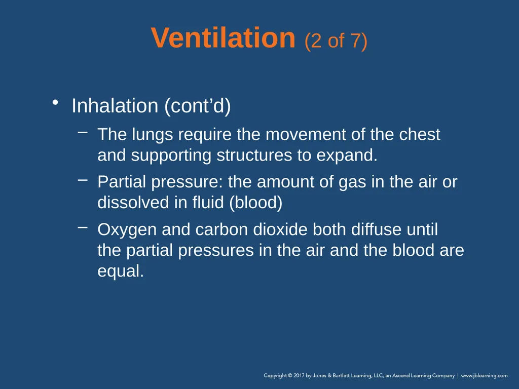 Chapter 10 Airway Management National EMS - slide 29 of 170