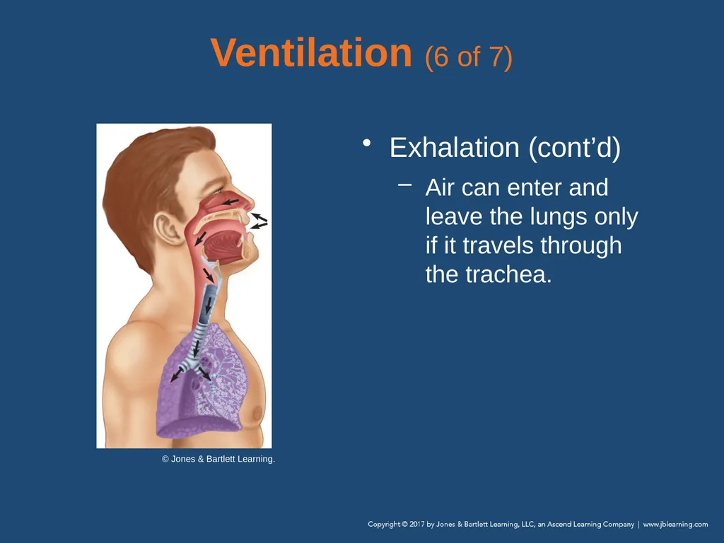 Chapter 10 Airway Management National EMS - slide 33 of 170