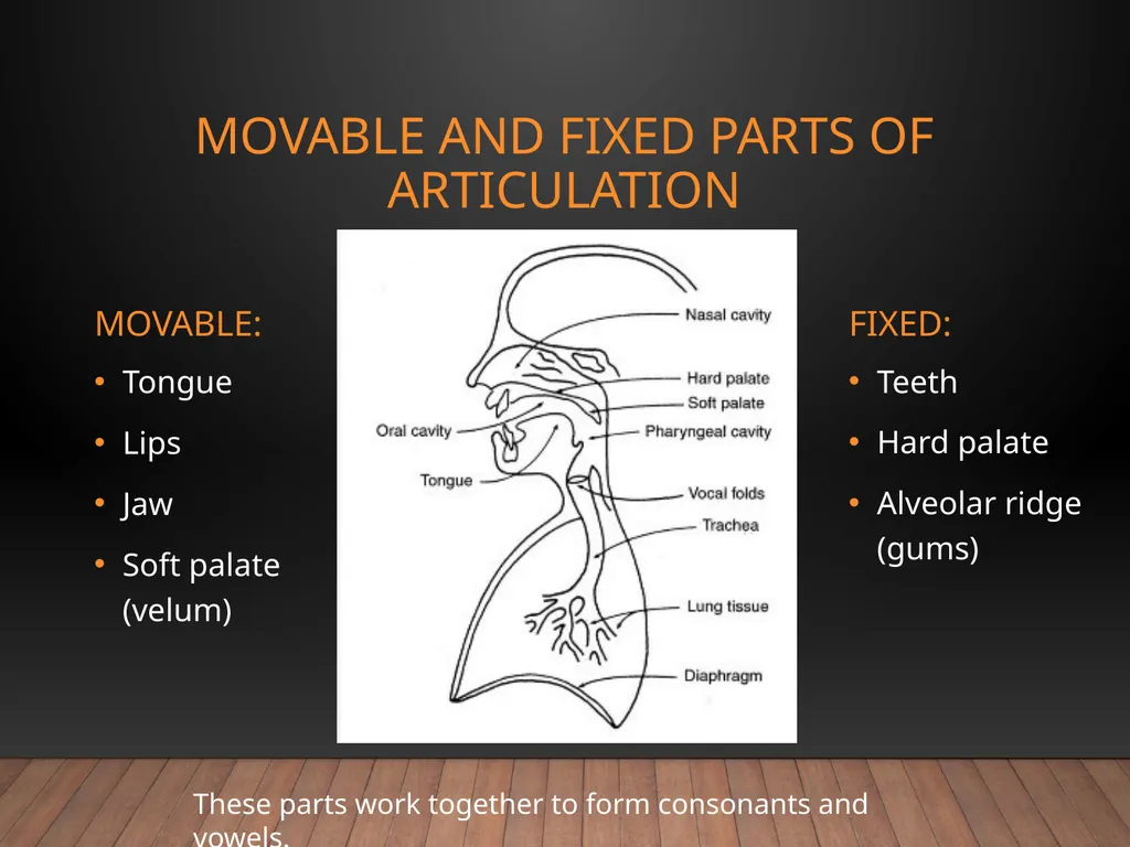 Speech Anatomy Phonation • Resonation • - slide 6 of 10