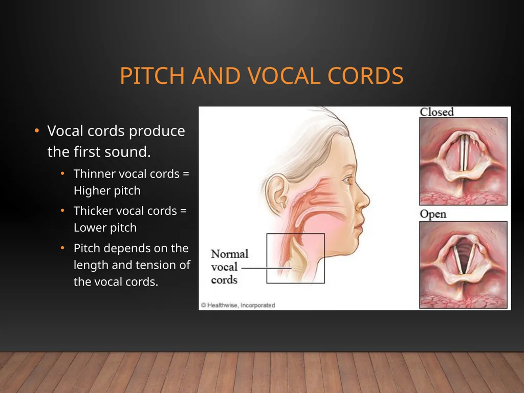 Speech Anatomy Phonation • Resonation • - slide 7 of 10
