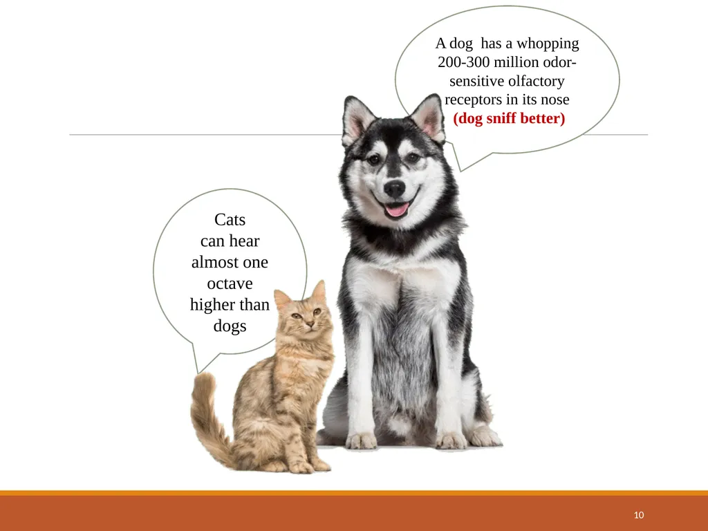 College of Veterinary Science & Animal Husbandry - slide 10 of 42
