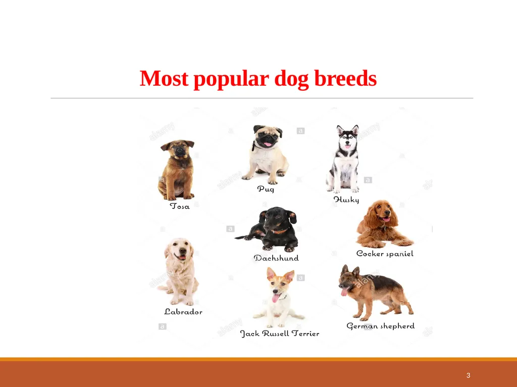College of Veterinary Science & Animal Husbandry - slide 3 of 42