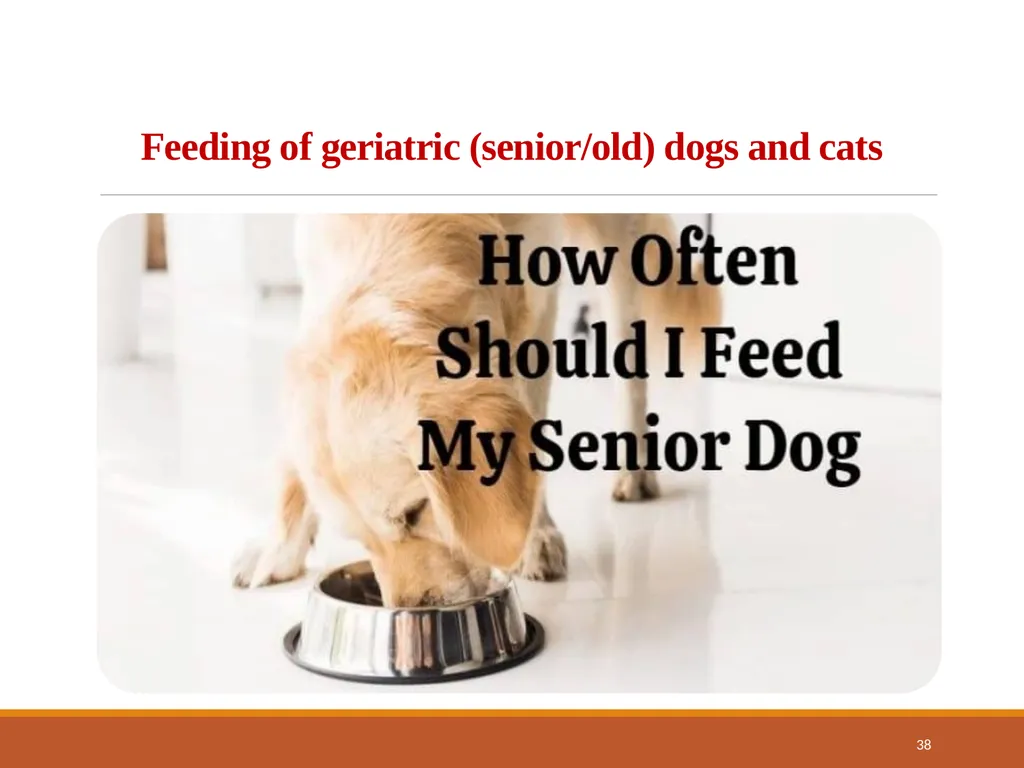 College of Veterinary Science & Animal Husbandry - slide 38 of 42