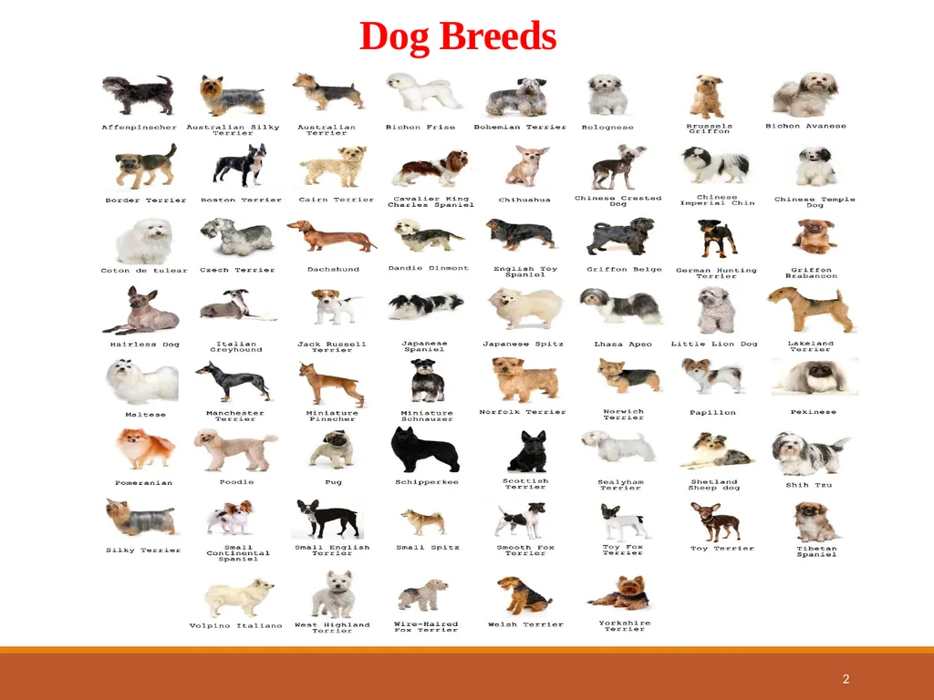 College of Veterinary Science & Animal Husbandry - slide 2 of 42
