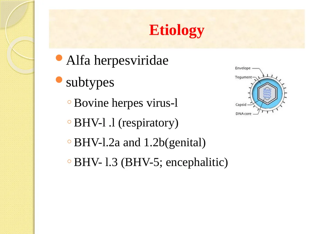 Infectious Bovine Rhinotracheitis (IBR) Dr Padma - slide 2 of 25