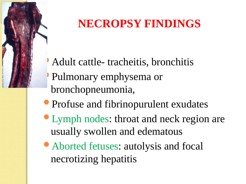Infectious Bovine Rhinotracheitis (IBR) Dr Padma - slide 12 of 25