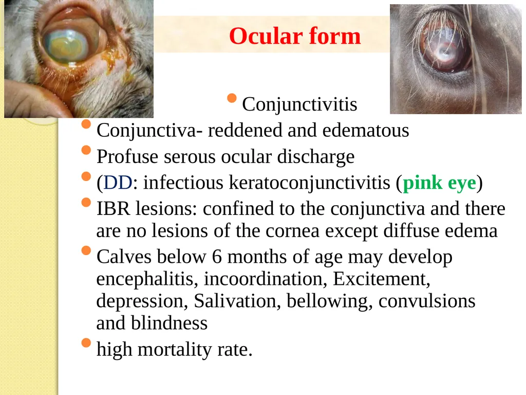 Infectious Bovine Rhinotracheitis (IBR) Dr Padma - slide 9 of 25