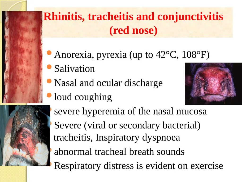 Infectious Bovine Rhinotracheitis (IBR) Dr Padma - slide 8 of 25