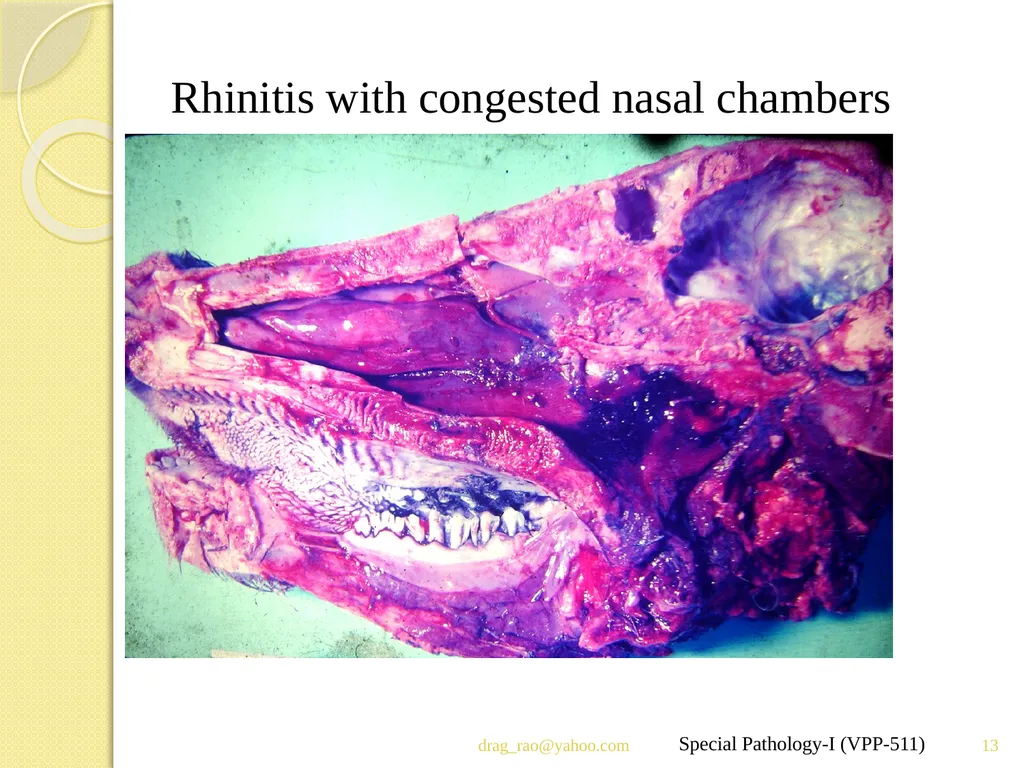 Infectious Bovine Rhinotracheitis (IBR) Dr Padma - slide 13 of 25