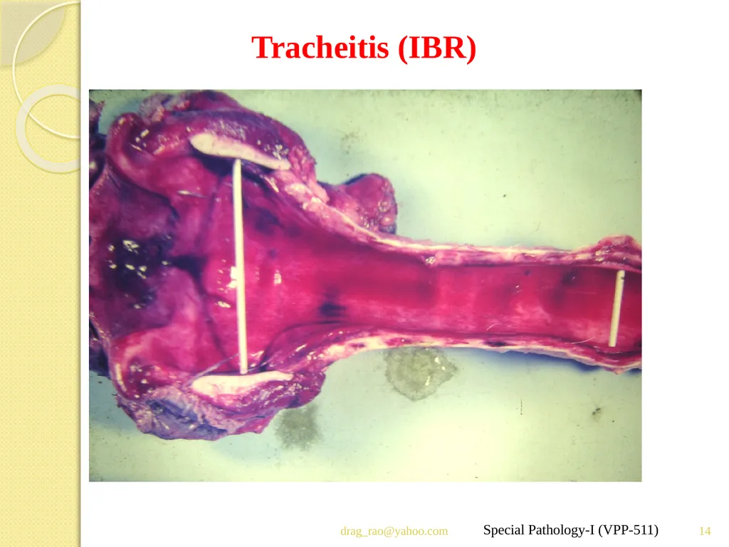 Infectious Bovine Rhinotracheitis (IBR) Dr Padma - slide 14 of 25