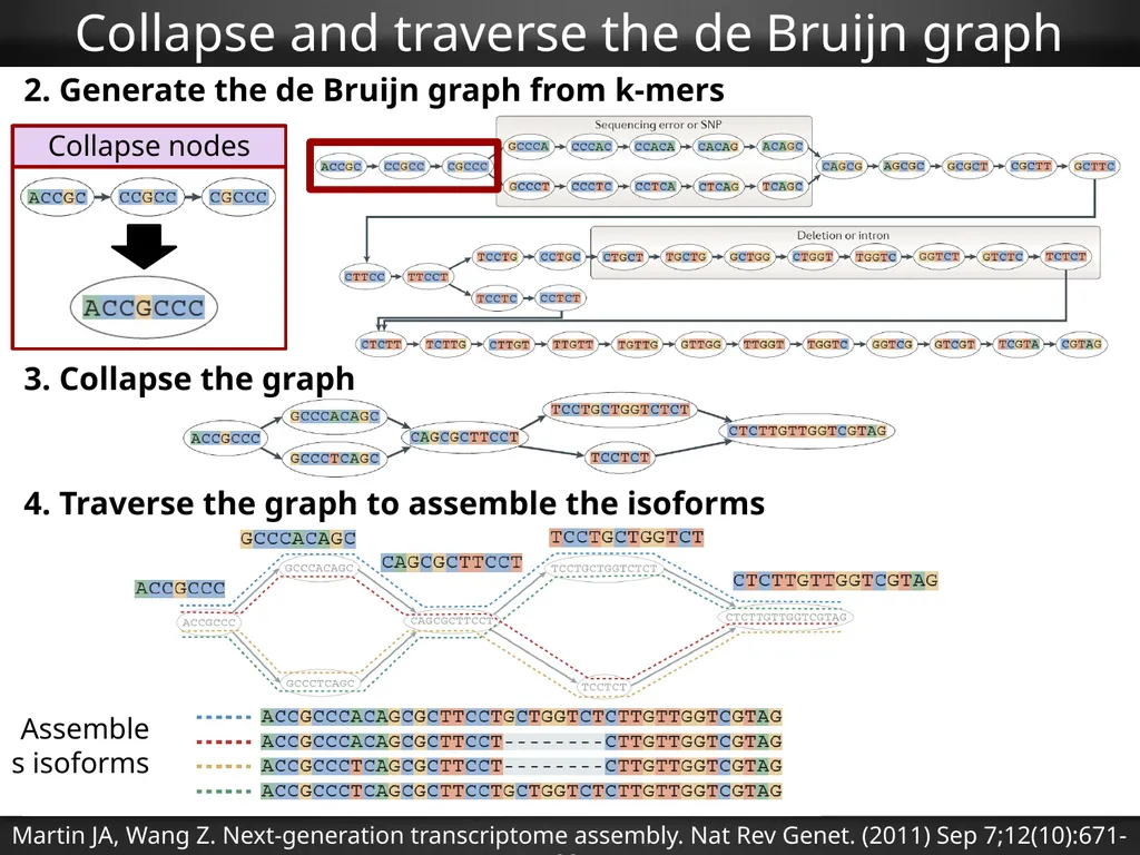 RNA-Seq Primer Understanding the RNA-Seq evidence - slide 24 of 29