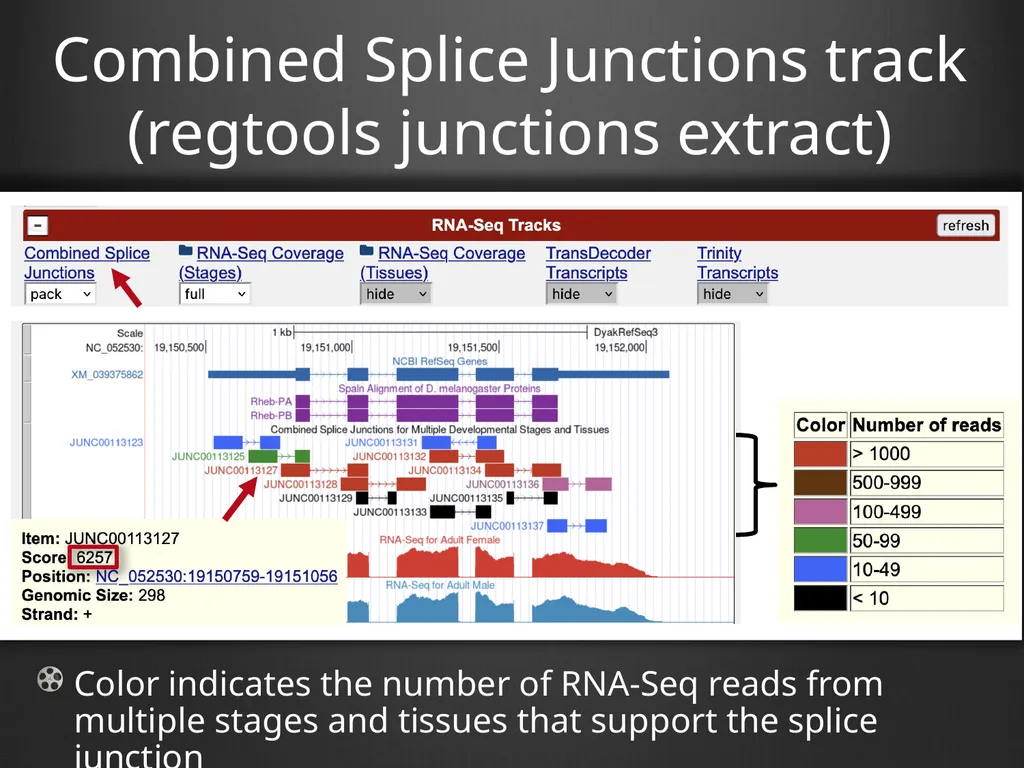 RNA-Seq Primer Understanding the RNA-Seq evidence - slide 16 of 29