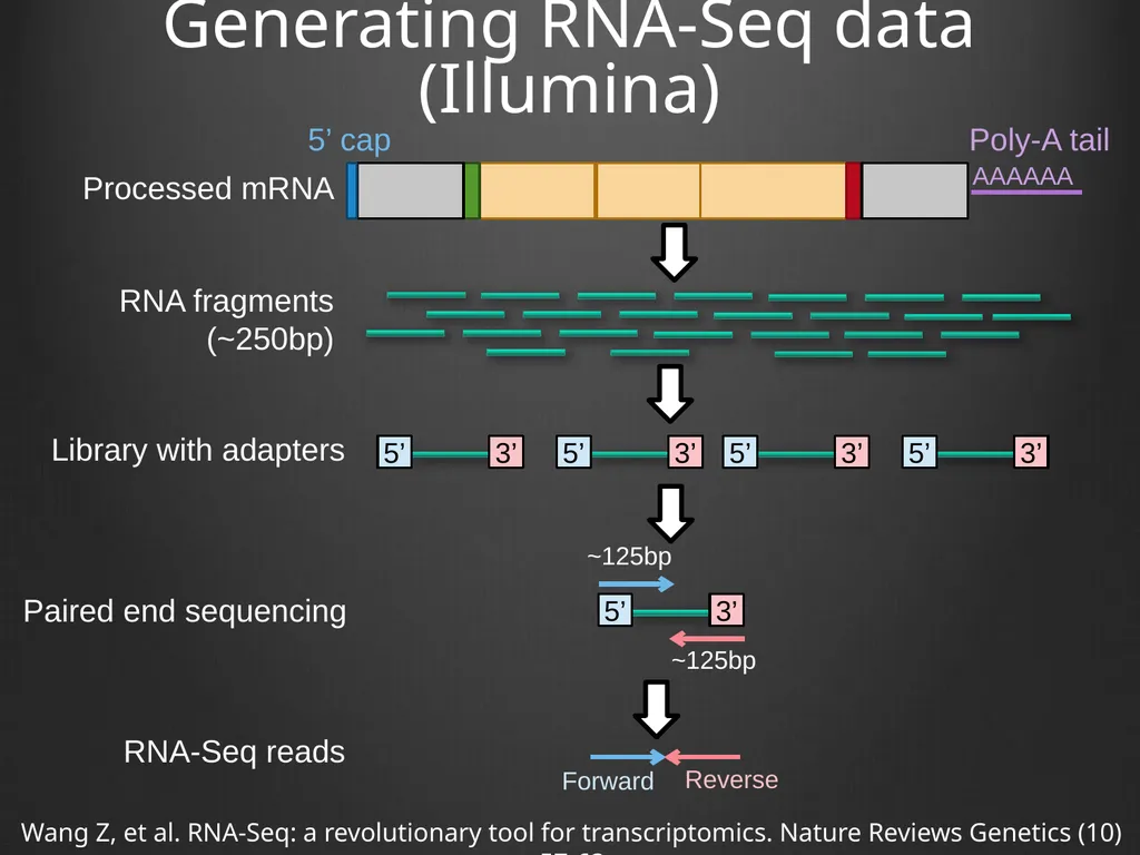 RNA-Seq Primer Understanding the RNA-Seq evidence - slide 8 of 29