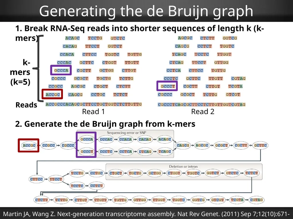 RNA-Seq Primer Understanding the RNA-Seq evidence - slide 23 of 29