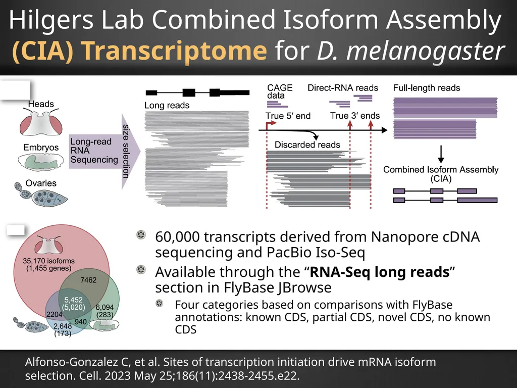 RNA-Seq Primer Understanding the RNA-Seq evidence - slide 5 of 29
