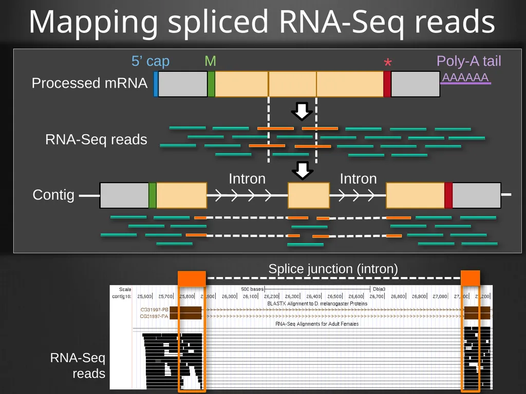 RNA-Seq Primer Understanding the RNA-Seq evidence - slide 12 of 29
