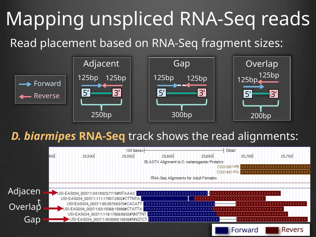 RNA-Seq Primer Understanding the RNA-Seq evidence - slide 10 of 29