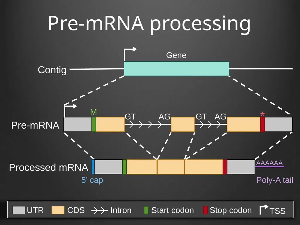 RNA-Seq Primer Understanding the RNA-Seq evidence - slide 7 of 29
