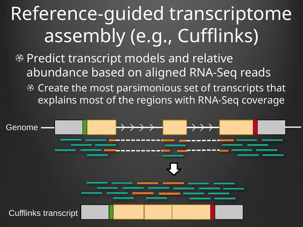 RNA-Seq Primer Understanding the RNA-Seq evidence - slide 17 of 29