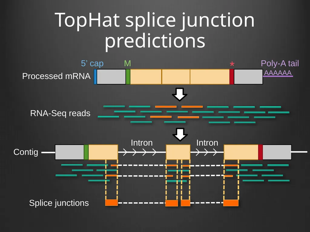 RNA-Seq Primer Understanding the RNA-Seq evidence - slide 14 of 29