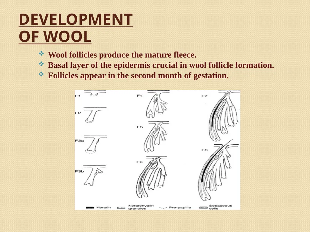 Wool Part 2 (A part of Unit II- 3rd Prof. - slide 2 of 17