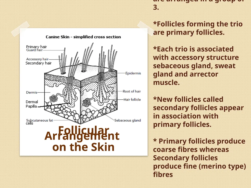 Wool Part 2 (A part of Unit II- 3rd Prof. - slide 5 of 17