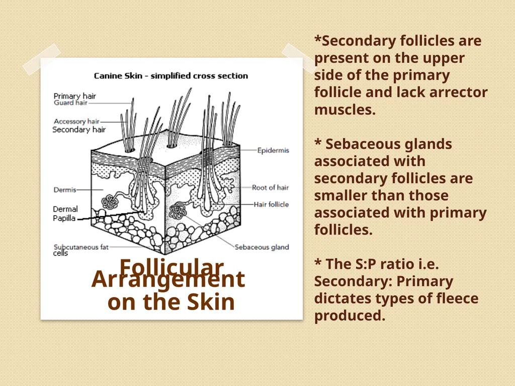 Wool Part 2 (A part of Unit II- 3rd Prof. - slide 6 of 17
