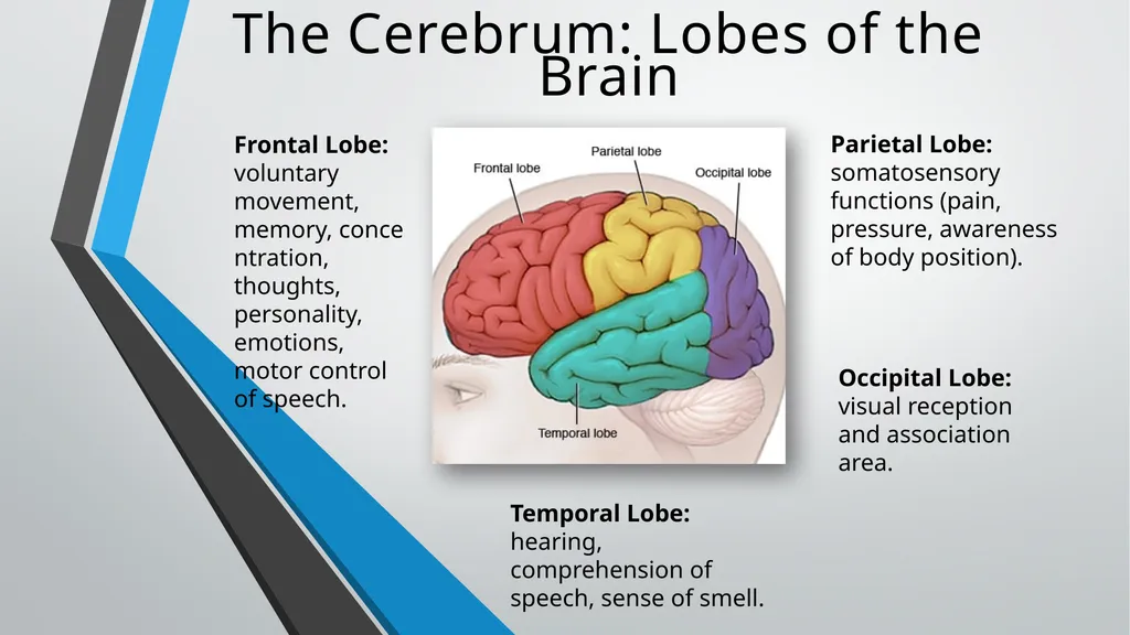 Neurological Assessment Overview By: Aliyah - slide 4 of 49