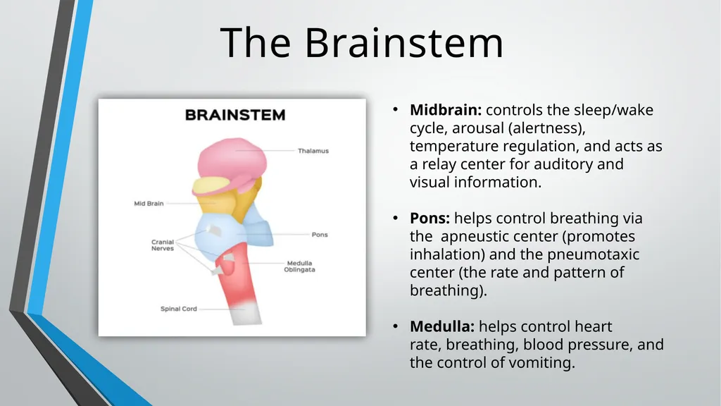 Neurological Assessment Overview By: Aliyah - slide 5 of 49
