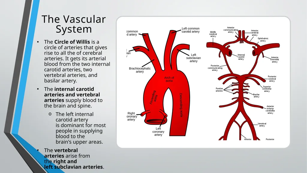 Neurological Assessment Overview By: Aliyah - slide 6 of 49